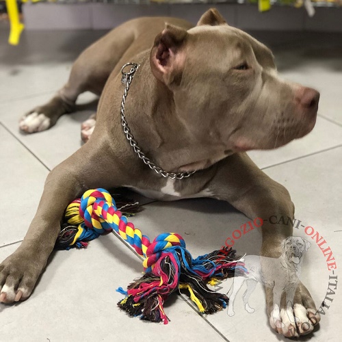 Collare in acciaio inox per American Bully