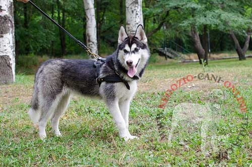 Pettorina da traino indossata da cucciolo di
Husky