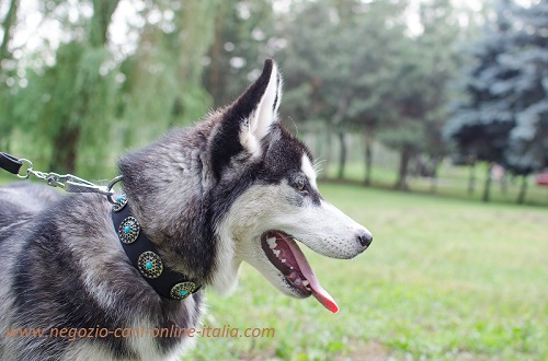 Giovane Husky con splendido collare con decorazioni
indosso