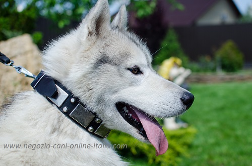 Husky con elegante e comodo
collare in pelle decorato indosso