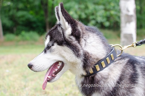 Giovane cane di razza Husky con splendido collare
decorato di piastrine indosso