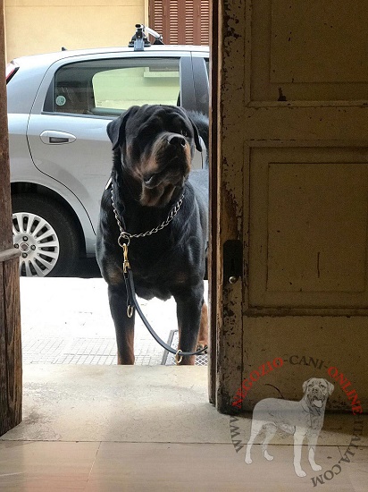 Guinzaglio in pelle per passeggiate con Rottweiler