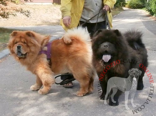 Comodo guinzaglio in pelle naturale per
Chow chow