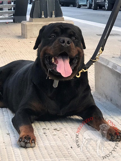 Sicuro guinzaglio in vera pelle per
Rottweiler