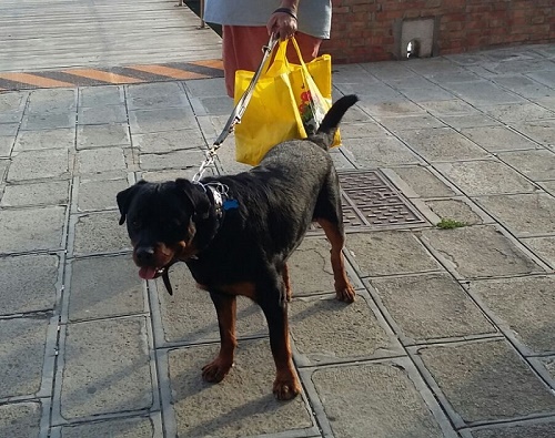 Guinzaglio in vera pelle per
Rottweiler