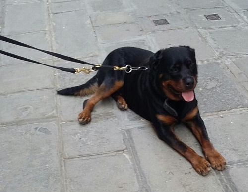 Comodo guinzaglio in vera pelle per
Rottweiler