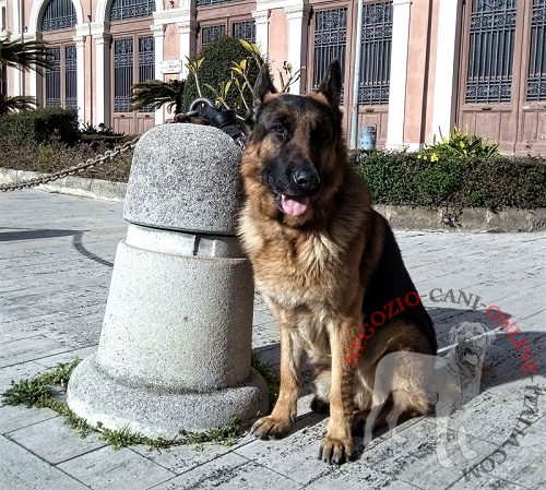 Cane del nostro cliente Giuseppe con il guinzaglio corto in pelle naturale