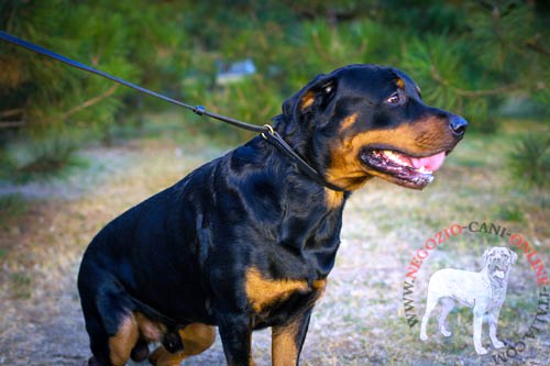 Resistente guinzaglio e collare per Rottweiler