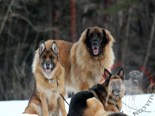 Guinzaglio per passeggiate con cani