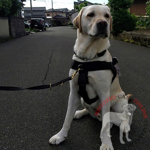 Resistente pettorina in nylon per Labrador