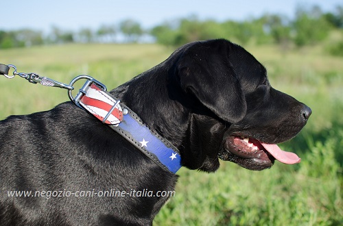 Collare in cuoio con bandiera americana indossato da
Labrador