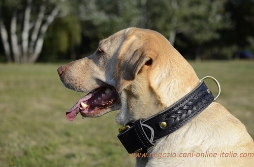 Collare in cuoio con decorazioni intrecciate
indossato da Labrador