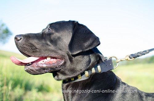 Confortevole e resistente collare con
piastrine in ottone indossato da Labrador