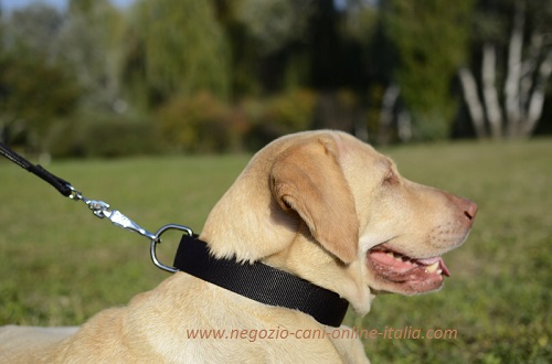 Collare in doppio nylon per cani grandi come Labrador