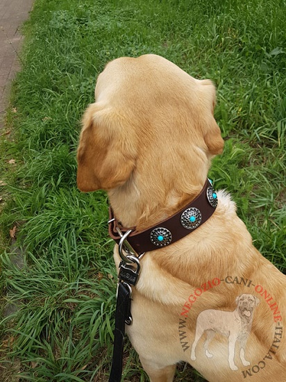Cane di razza Labrador con bellissimo collare