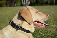 Collare in pelle naturale "Grass Snake" per Labrador Retriever