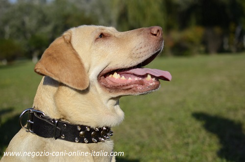 Labrador con bello e pratico collare decorato indosso