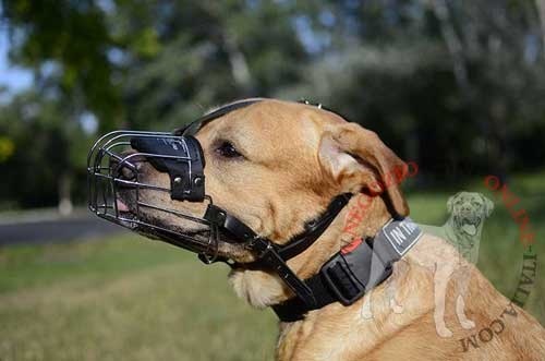 Museruola a cestello in metallo per cani di taglia
grande come Labrador