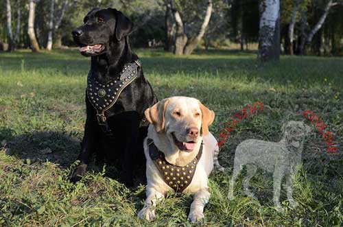 Pettorina nera in pelle naturale decorata indossata
da Labrador