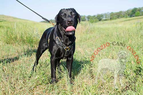 Labrador con confortevole pettorina in pelle
naturale