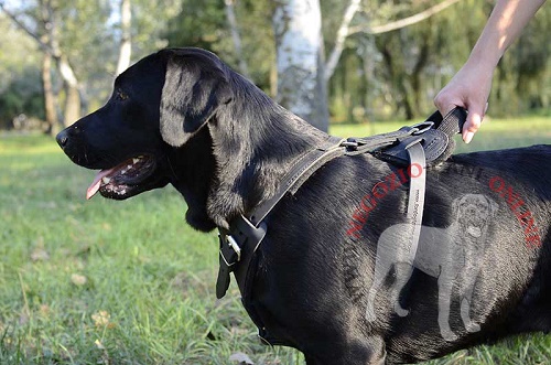 Pettorina per Labrador Retriever dotata di una comoda maniglia