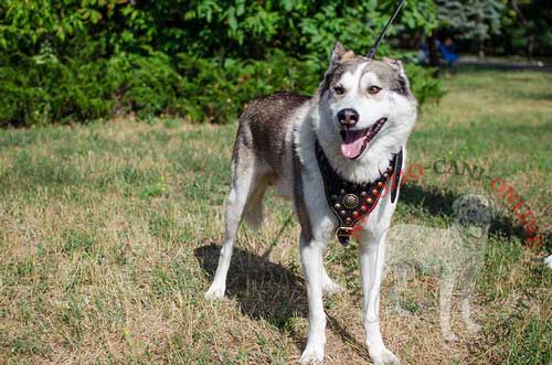 Laika della Siberia con bellissima pettorina decorata
indosso