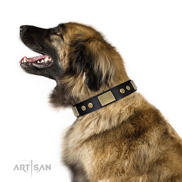 Leonberger con elegante collare decorato