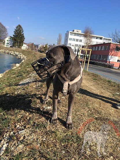 Museruola invernale indossata da Cane Corso