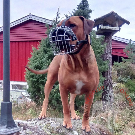 Pratica museruola per cane