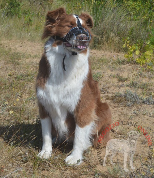 Museruola in metallo per uscite con Australian Shepherd