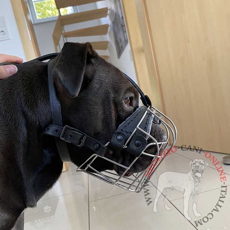 Ottima museruola metallica per Bulldog