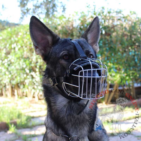 Malinois con museruola metallica