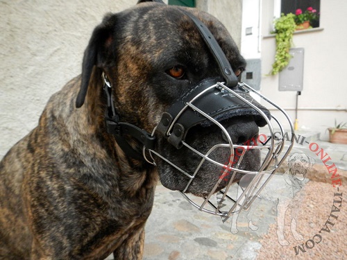 Museruola per passeggiate con Cane Corso