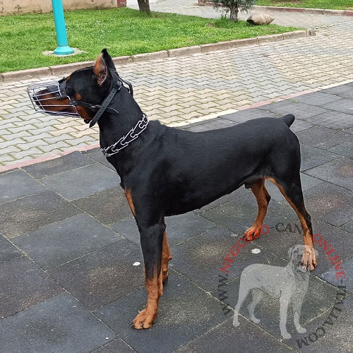 Pratica museruola per Dobermann