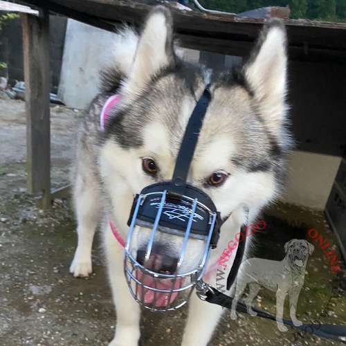 Pratica museruola per cane