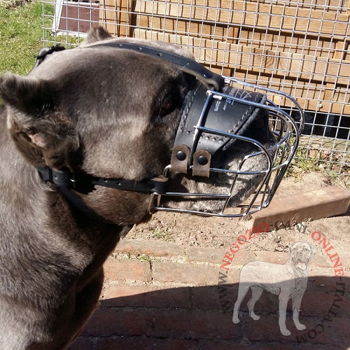 Museruola per passeggiate con Cane Corso