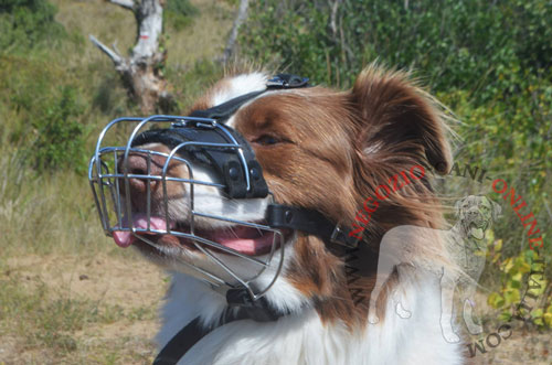 Museruola in metallo per Australian Shepherd