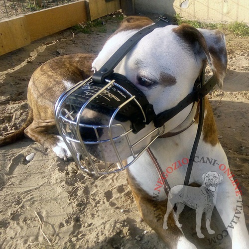 Pratica museruola per cane