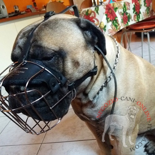 Pratica museruola per Bullmastiff