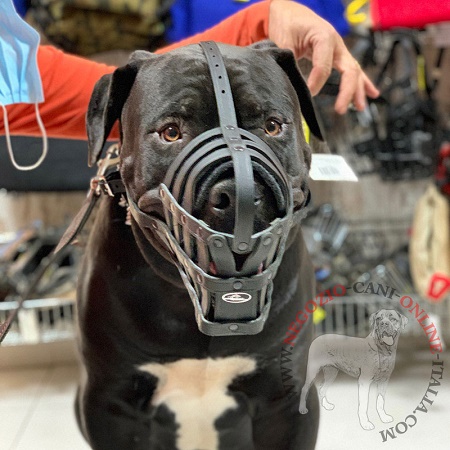 Confortevole museruola in vera pelle per Mastiff Africano