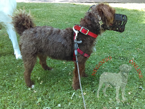 Leggera museruola in pelle per cane