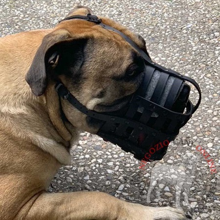 Museruola in pelle Maximum Safety per Bullmastiff