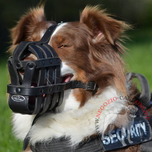 Leggera museruola in pelle naturale per Australian Shepherd