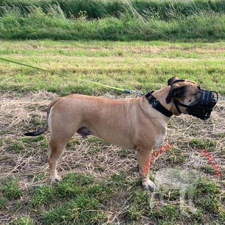 Museruola in pelle Maximum Safety per Bullmastiff