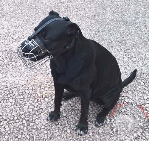 Labrador Retriever con sicura museruola indosso