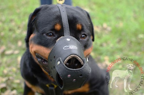 Museruola in pelle naturale indossata da
Rottweiler