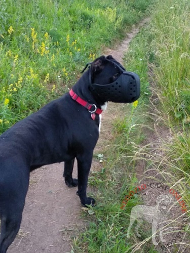 Resistente museruola in pelle per Cane Corso