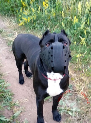 Resistente museruola per Cane Corso