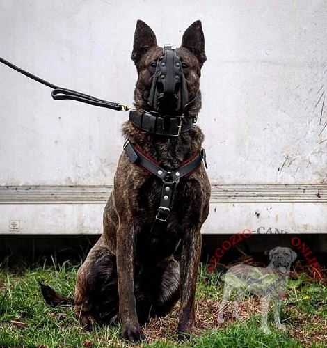 Museruola per cane