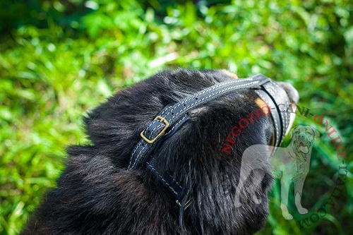 Cane di razza Mastiff con leggera museruola
in cuoio naturale indosso
